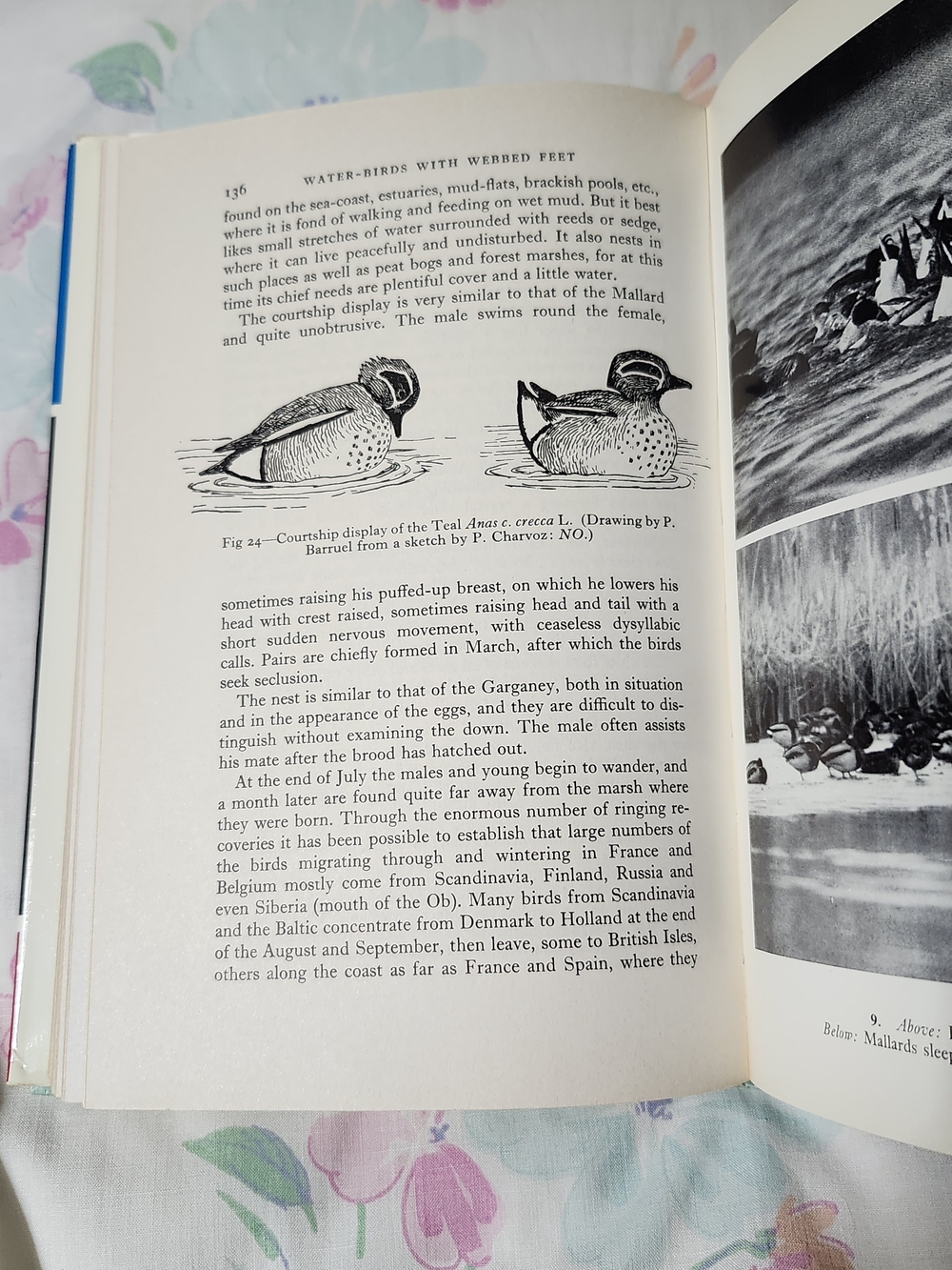 Vintage 1965 First English Edition of Water-birds with Webbed Feet" Book - Picture 4 of 6